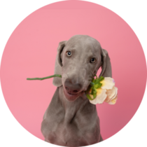 Romantic Weimaraner Sticker