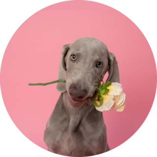 Romantic Weimaraner Sticker