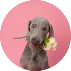 Romantic Weimaraner Sticker