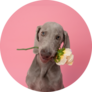 Romantic Weimaraner Sticker