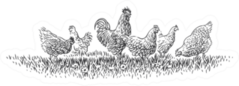Rooster And Hens On Grass Illustration Sticker
