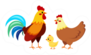 Rooster Cock With Hen And Chick Chicken Family Illustration Sticker