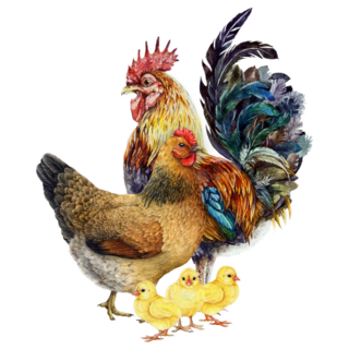 Rooster With Hen And Chicks Sticker