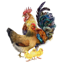 Rooster With Hen And Chicks Sticker
