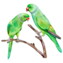 Rose-ringed Parakeets Sticker 
