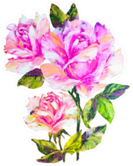 Roses Isolated On White, Oil Painting Sticker