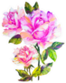 Roses Isolated On White, Oil Painting Sticker