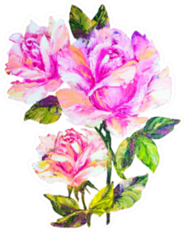 Roses Isolated On White, Oil Painting Sticker