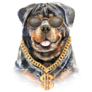 Rottweiler Gold Chain Sticker
