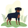 Rottweiler In Leaves Sticker