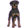 Rottweiler Purple Sticker