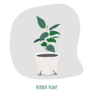 Rubber Plant Illustration. Indoor Plants Sticker
