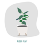 Rubber Plant Illustration. Indoor Plants Sticker