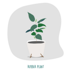 Rubber Plant Illustration. Indoor Plants Sticker