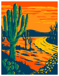 Saguaro Cactus At Dusk In Tucson Arizona Art Sticker