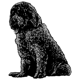 Saint Berdoodle Sticker