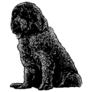 Saint Berdoodle Sticker