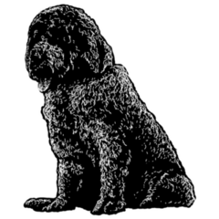 Saint Berdoodle Sticker
