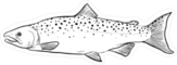 Salmon Sketch Sticker
