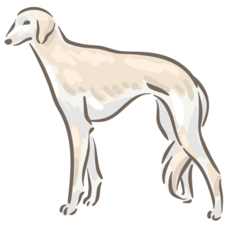 Saluki Breed Stands Sticker