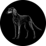 Saluki On Black Sticker