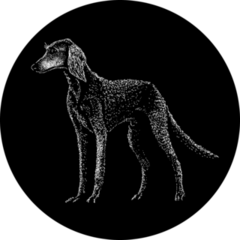 Saluki On Black Sticker