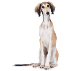 Saluki Puppy Sitting Sticker