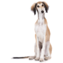 Saluki Puppy Sitting Sticker
