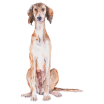 Saluki Sits Sticker