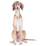 Saluki Sits Sticker