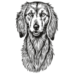 Saluki Sketch Sticker