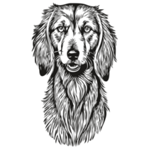 Saluki Sketch Sticker