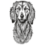 Saluki Sketch Sticker