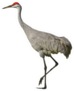Sandhill Crane, Isolated On White Sticker