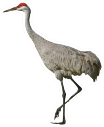 Sandhill Crane, Isolated On White Sticker