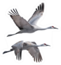 Sandhill Cranes Flying Isolated On White Sticker