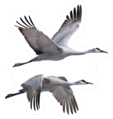 Sandhill Cranes Flying Isolated On White Sticker