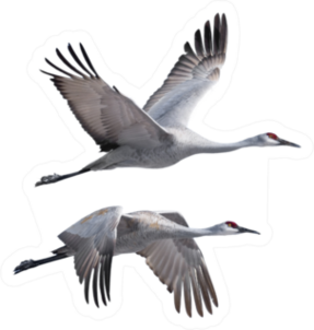 Sandhill Cranes Flying Isolated On White Sticker