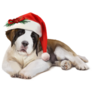 Santa Bernard Pup Sticker