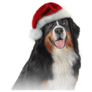 Santa Bernese Mountain Sticker