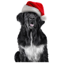 Santa Newfoundland Sticker