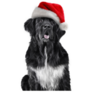 Santa Newfoundland Sticker
