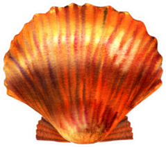Scallop Red Shell, Seashell, Watercolor Illustration Sticker