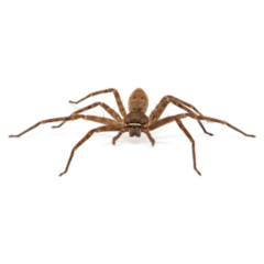 Scary Asian Wolf Spider Sticker