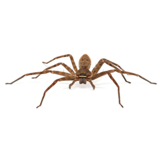 Scary Asian Wolf Spider Sticker