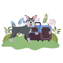 Schnauzer Crate Sticker