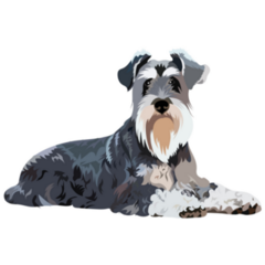 Schnauzer Drawn Sticker