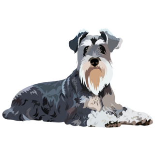 Schnauzer Drawn Sticker