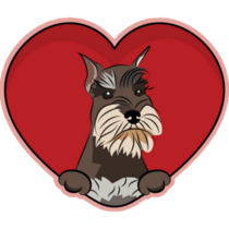 Schnauzer Heart Sticker