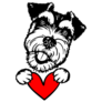 Schnauzer Holds Heart Sticker